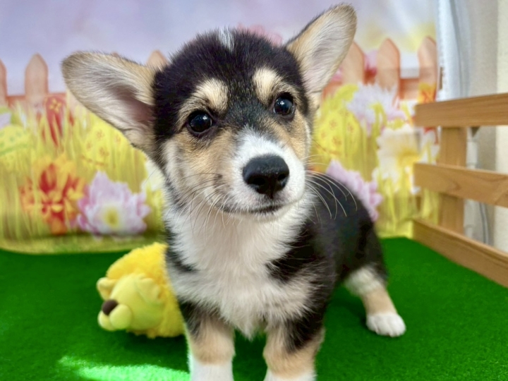 クリックすると拡大します