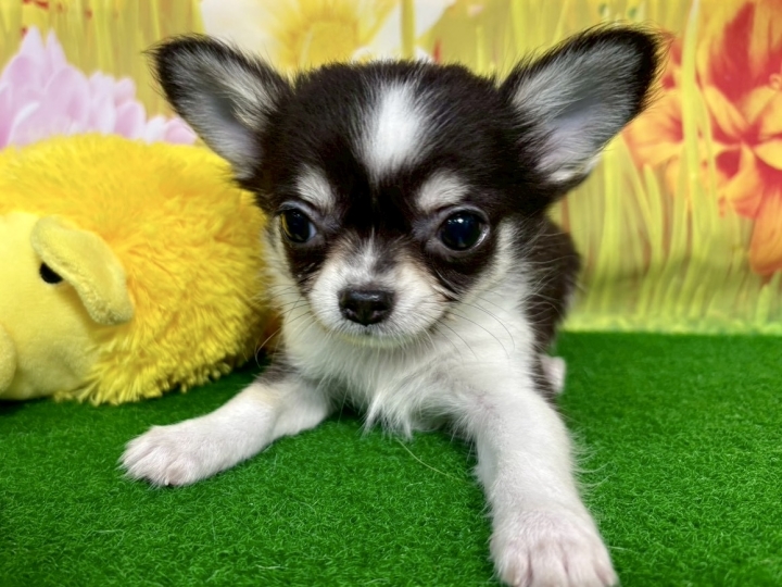 クリックすると拡大します