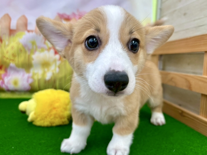 クリックすると拡大します