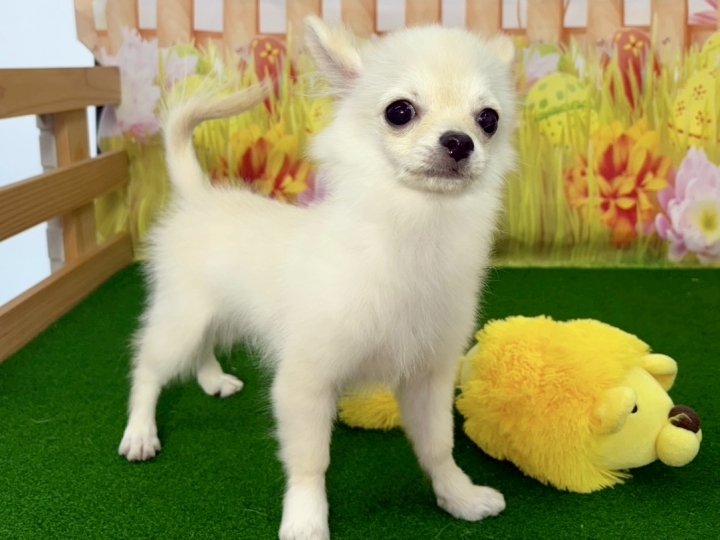 クリックすると拡大します