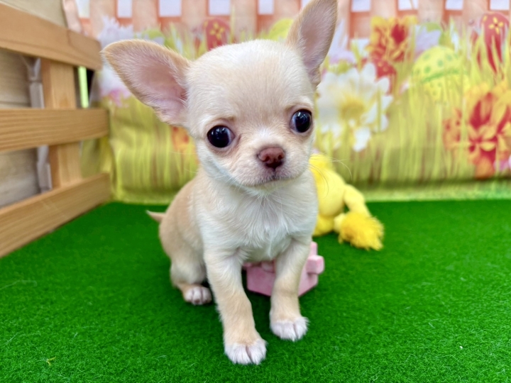 クリックすると拡大します