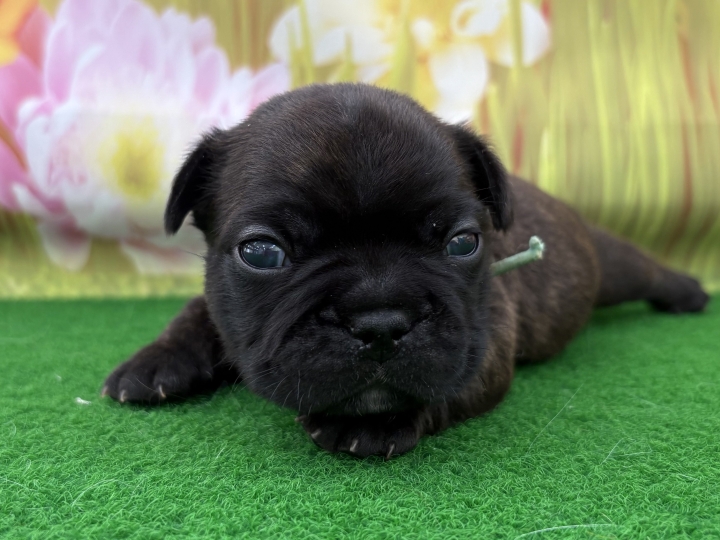 クリックすると拡大します