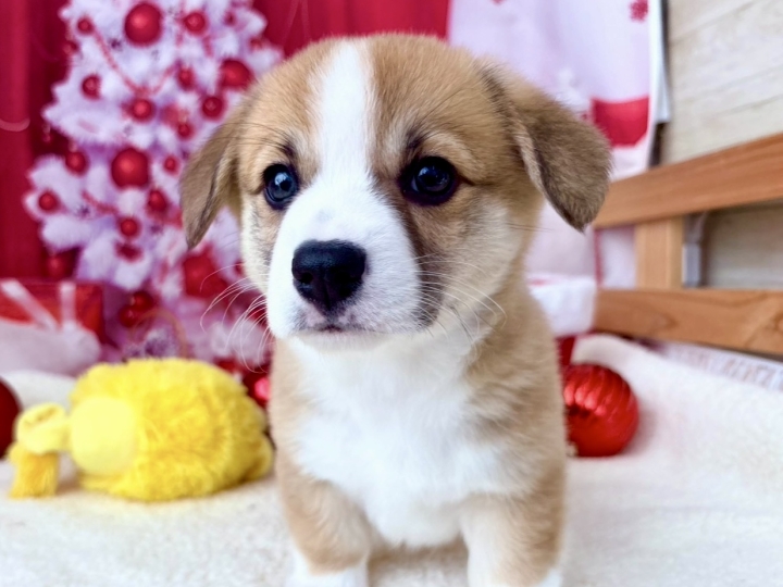 クリックすると拡大します