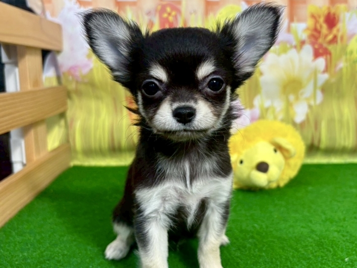 クリックすると拡大します