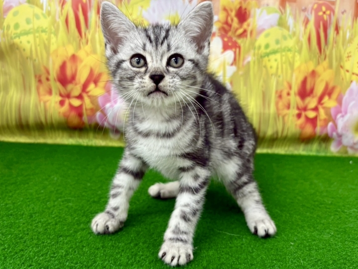 クリックすると拡大します