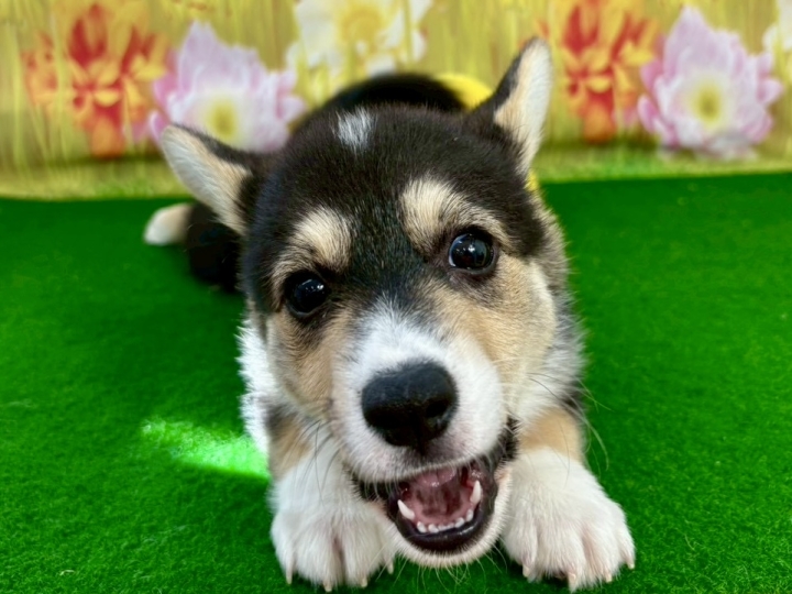 クリックすると拡大します