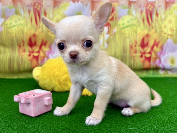 クリックすると拡大します