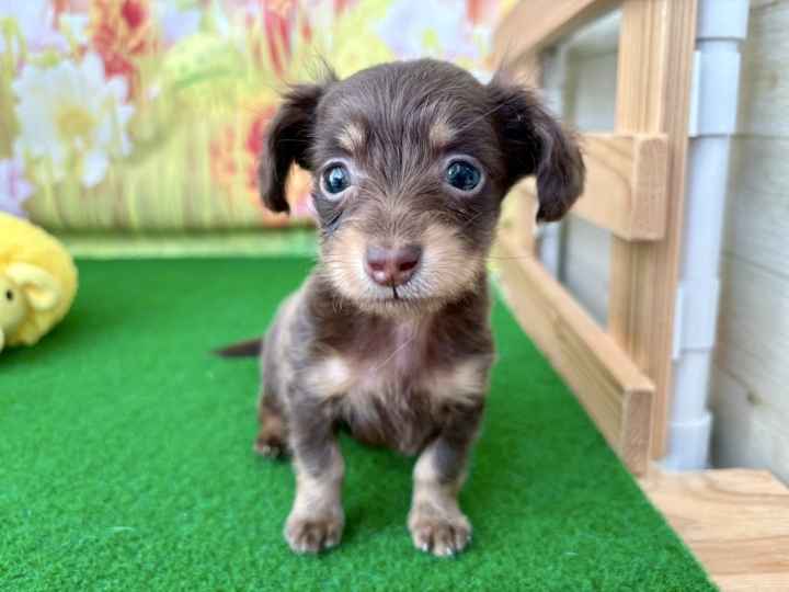 クリックすると拡大します