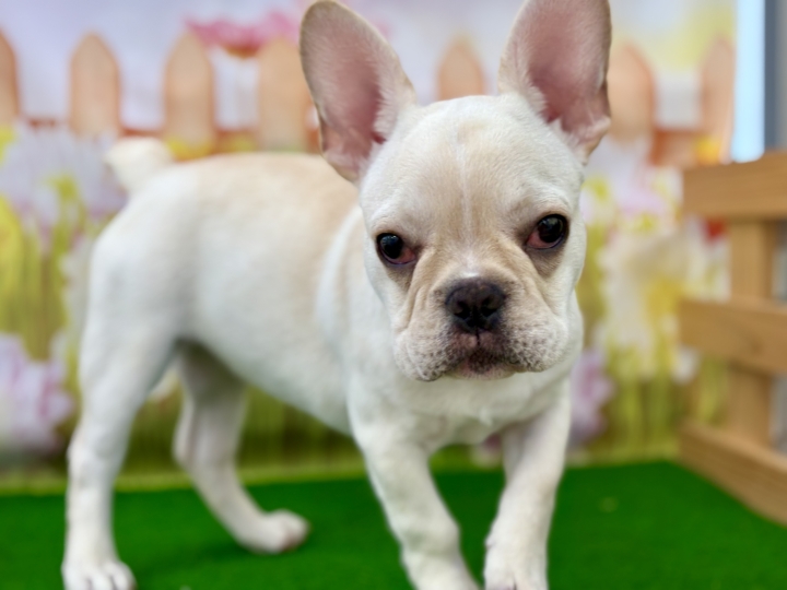 クリックすると拡大します