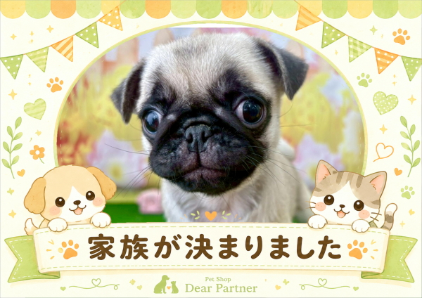 パグ
