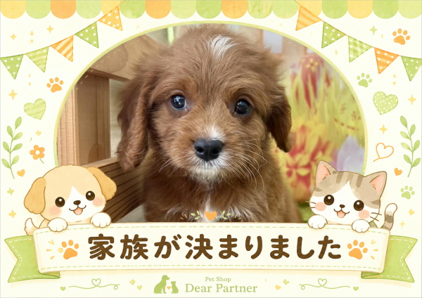 キャバプー