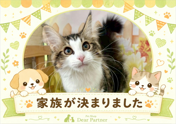 メインクーン