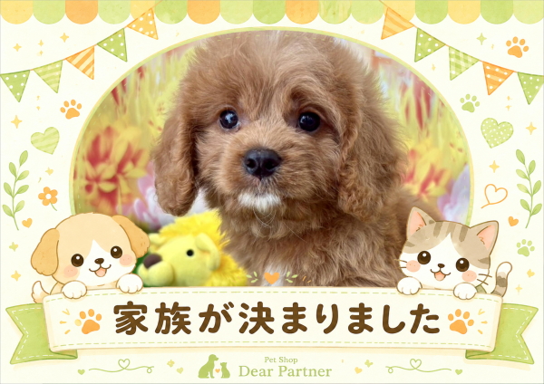 キャバプー