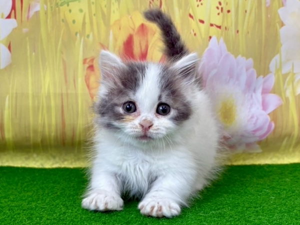 マンチカン