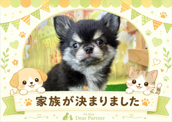 チワワ