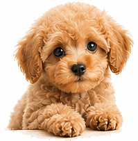 犬