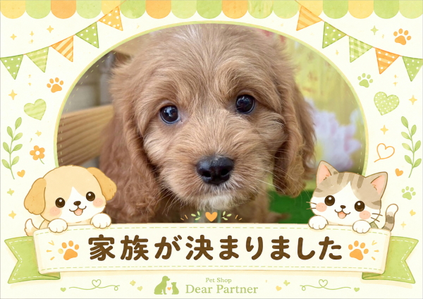 キャバプー