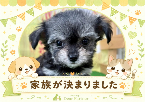 チワビション