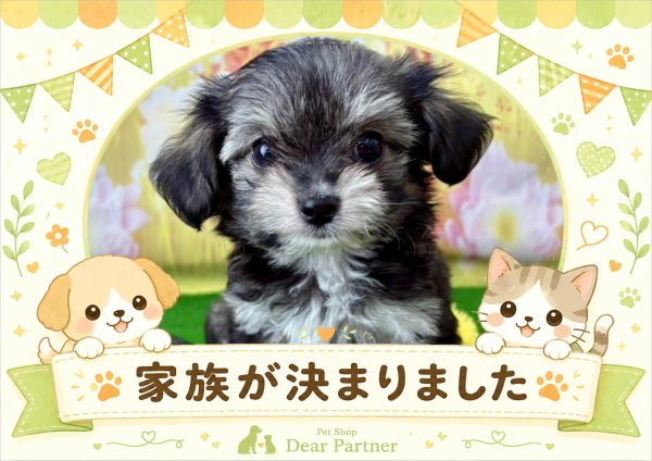 チワビション