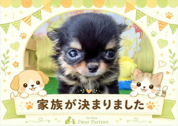 チワワ