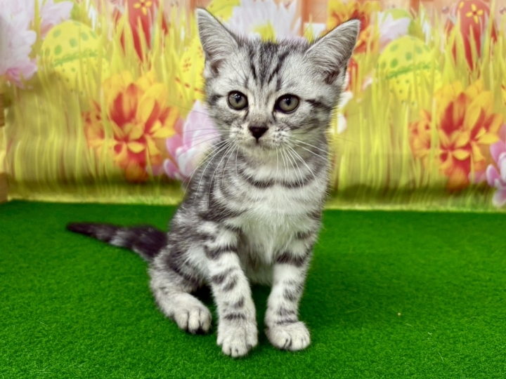 クリックすると拡大します