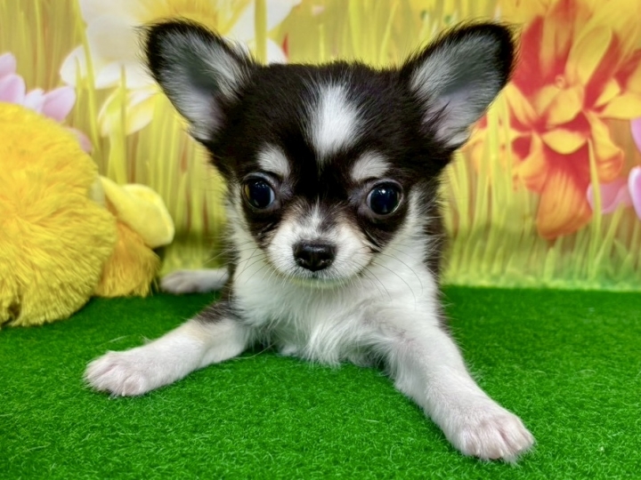 クリックすると拡大します