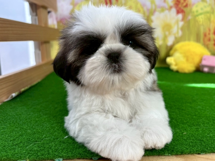 クリックすると拡大します