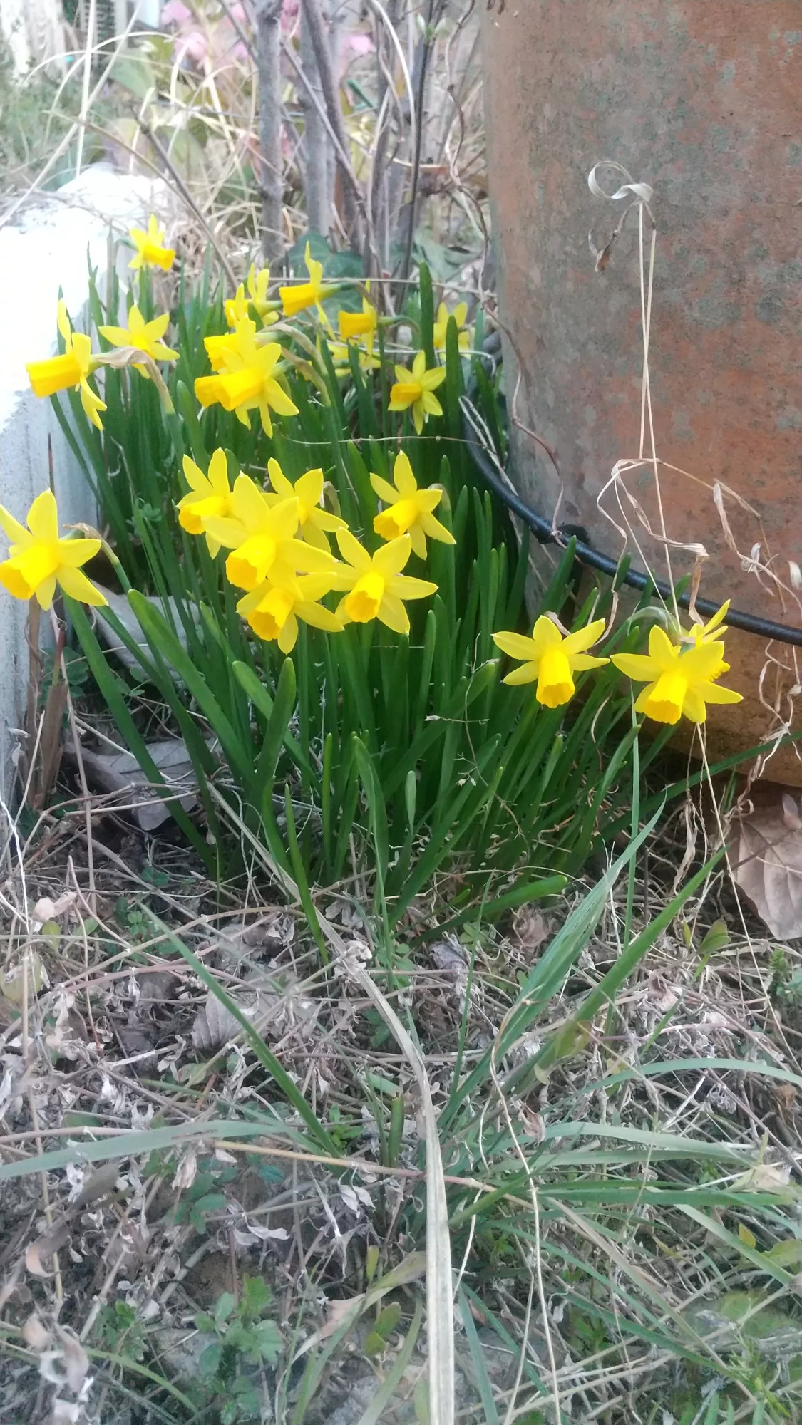 ブログアイコン