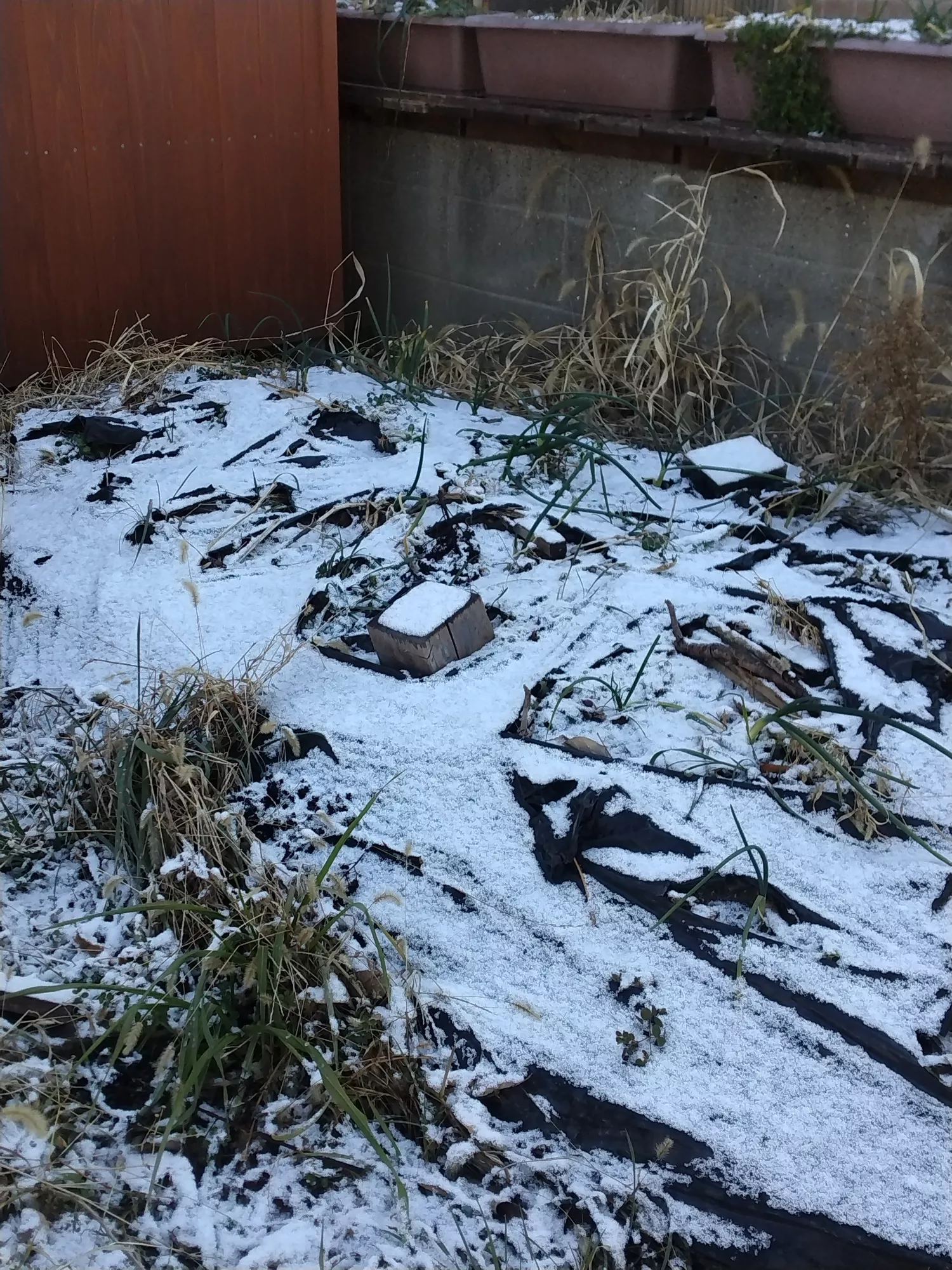 ブログアイコン