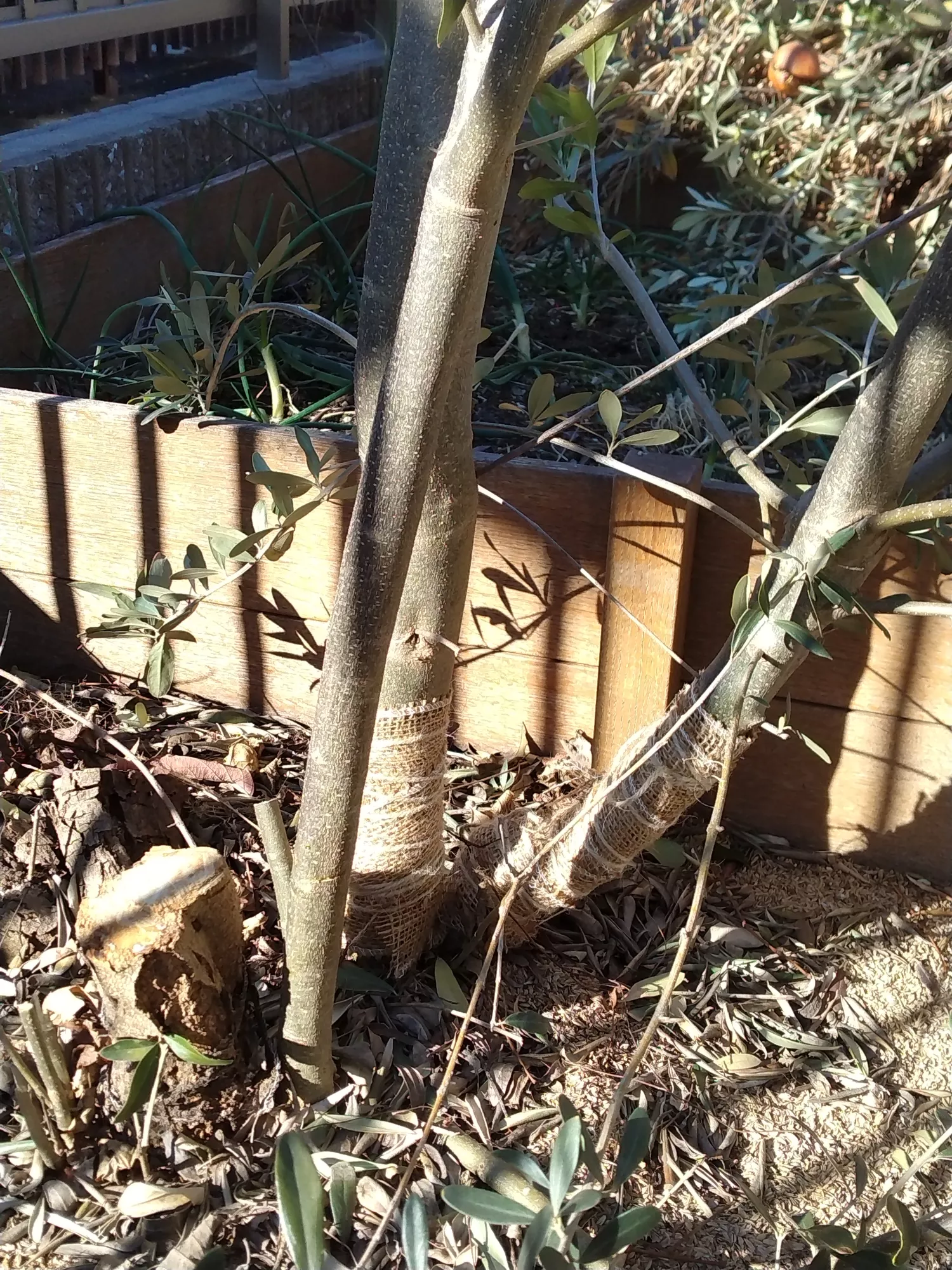 ブログアイコン