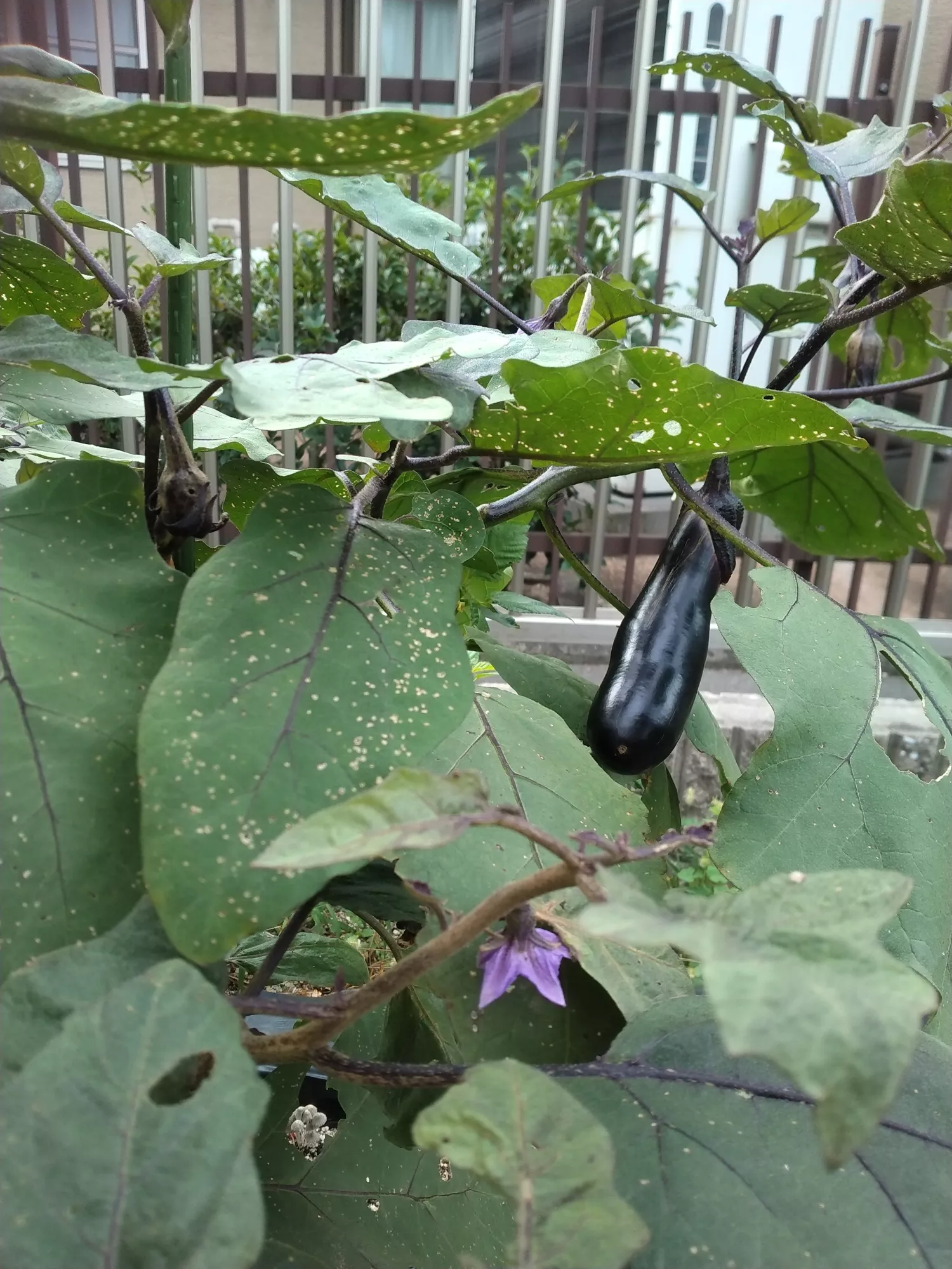 ブログアイコン