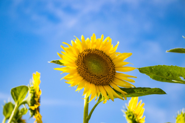 助産院向日葵│福岡市の産後ケア・子育て支援,子育て準備,女性の健康相談,プレコンセプションケア,ベビーシッター