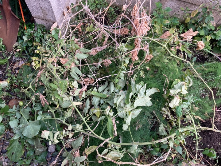 クリックすると拡大します