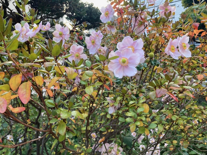 クリックすると拡大します