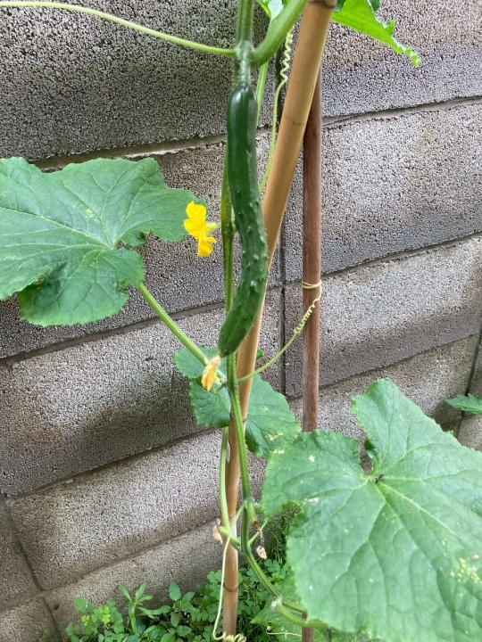 クリックすると拡大します