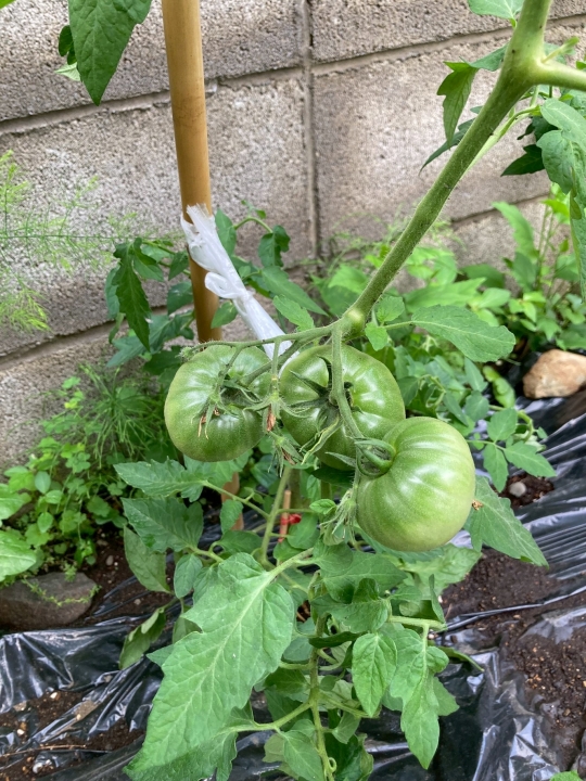 クリックすると拡大します