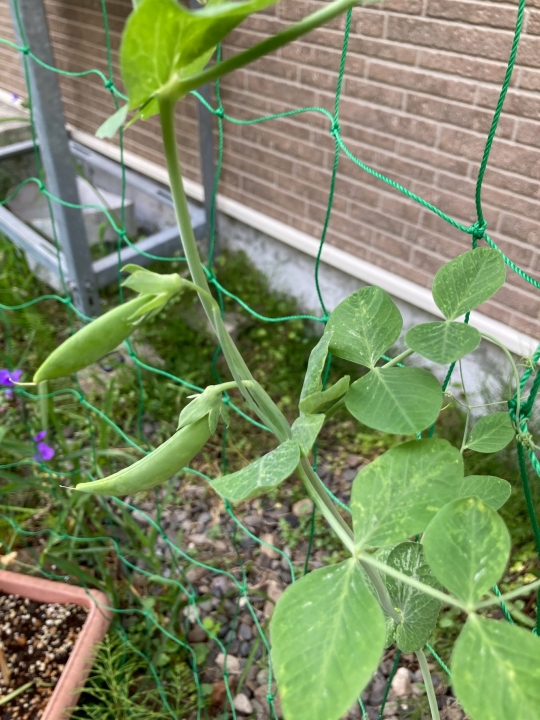 クリックすると拡大します