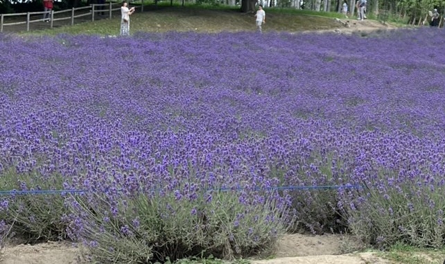 クリックすると拡大します