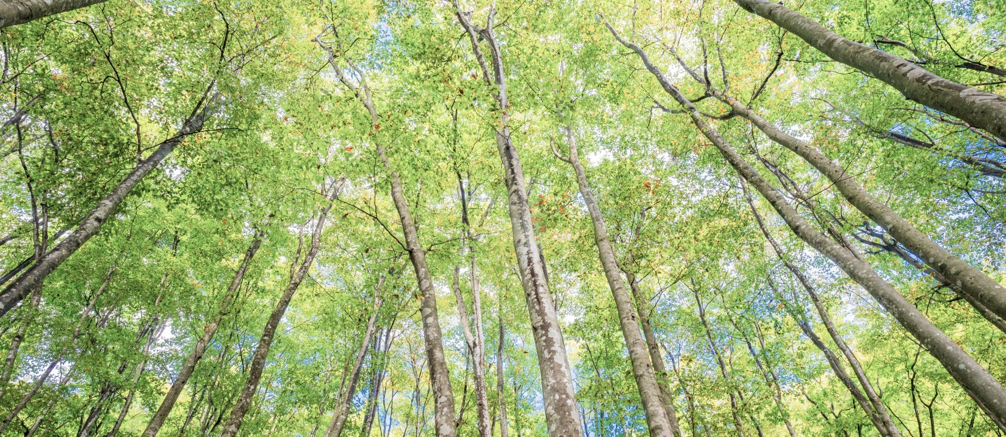 森や自然を感じるイメージ