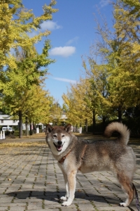 合同会社タカギツネカワジャパン