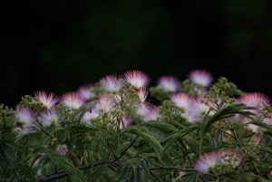 合資会社 ねむの木