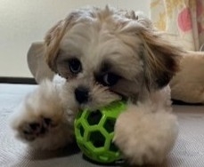 デイサービスいろは