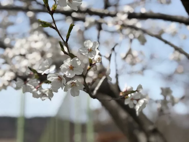 ブログアイコン