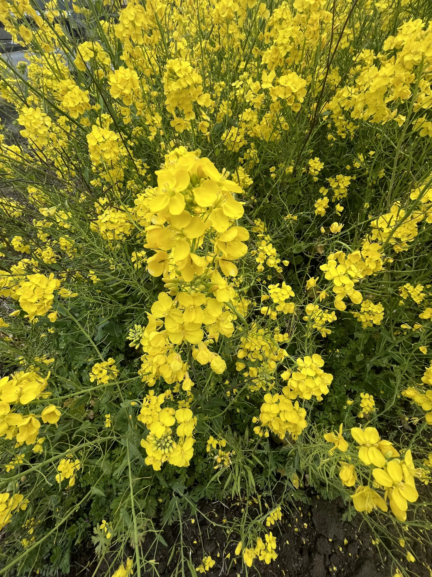 ブログアイコン