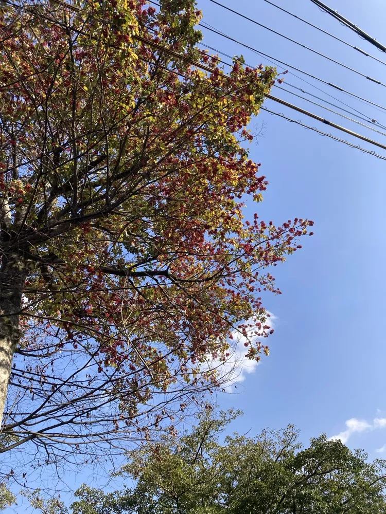 ブログアイコン