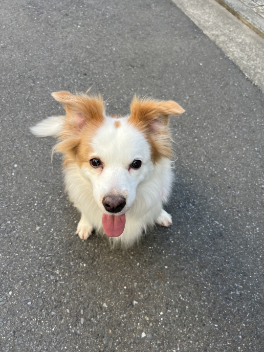 クリックすると拡大します