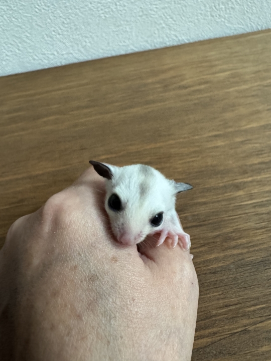 クリックすると拡大します