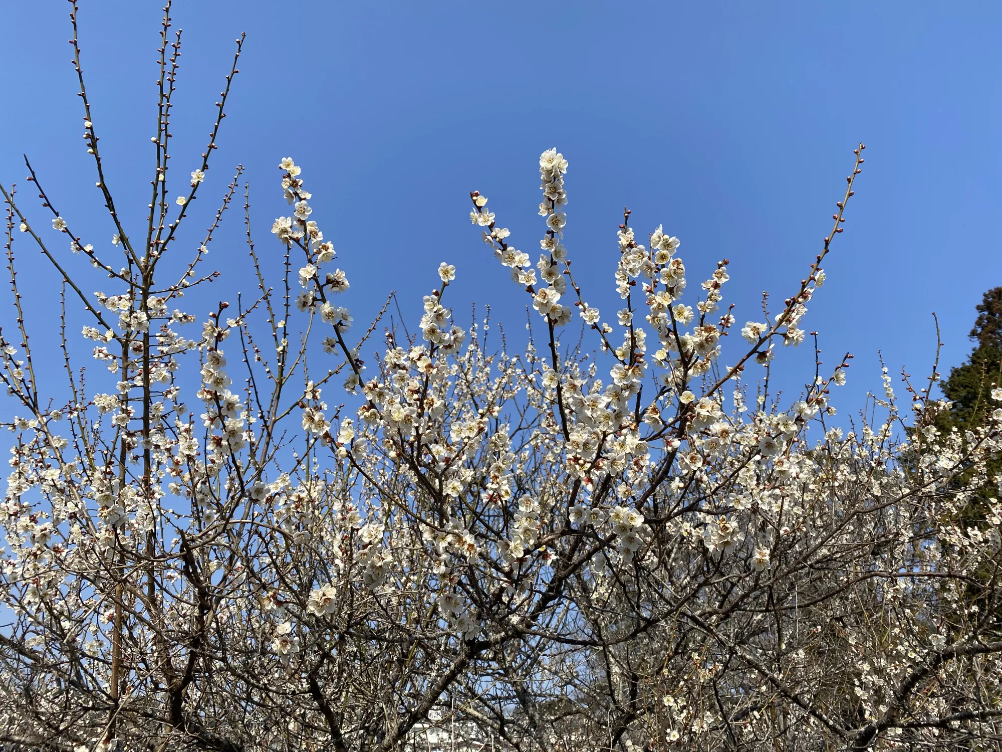 ブログアイコン