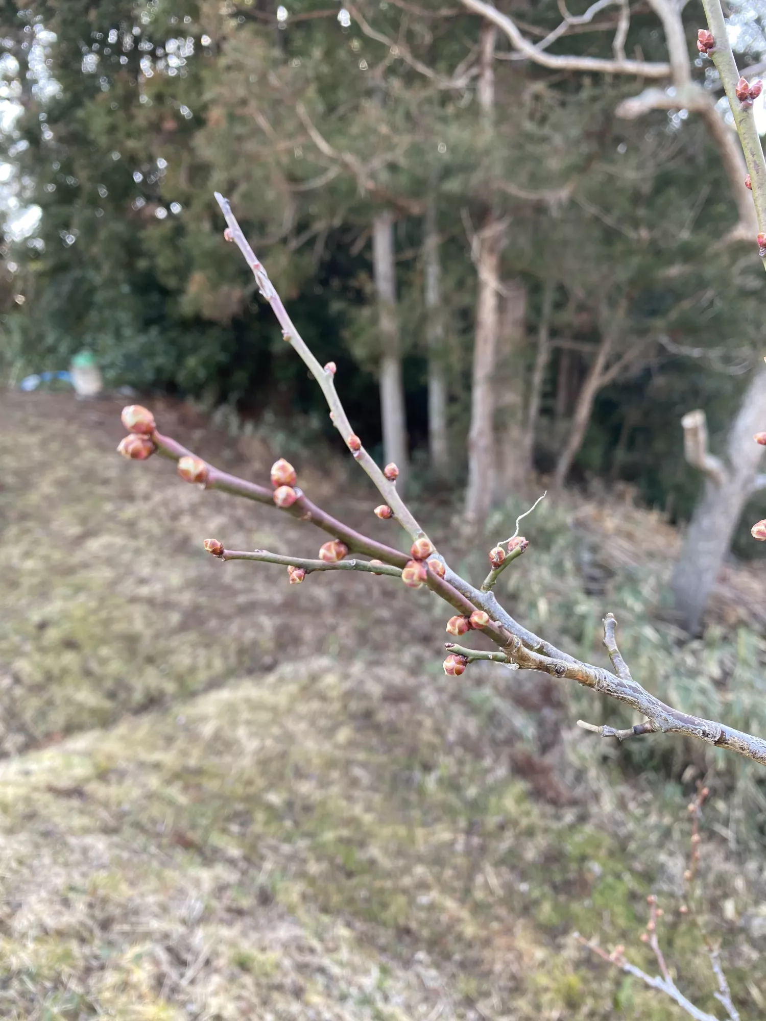 ブログアイコン