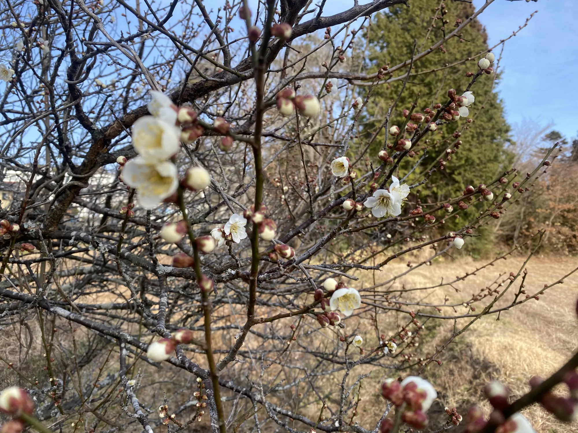 ブログアイコン